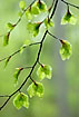 Fresh beech leaves with water droplets