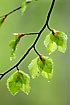 Fresh beech leaves with water droplets
