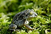 Common spadefoot toad on mosses