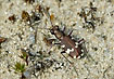 Northern Dune Tiger Beetle in warm sand