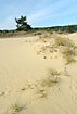 Pioneer plants like grasses is binding the sand in this inland dune