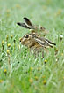 Hares hiding in among grasses and daisies