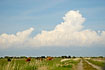 Clouds and cows