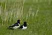 A pair of Oystercatchers