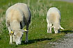 Sheep and lamb grazing