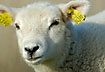 Sheep up close