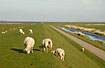 Sheep grazing on the dike