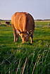 Cow grazing in low light