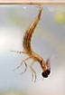 A diving beetle larvae has caught a tadpole