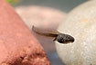 Tadpole swimming with undulating tale movements between stones