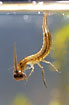 A diving beetle larvae has caught a tadpole