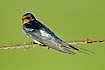 Photo ofRed-breasted Swallow/Rufous-chested Swallow (Hirundo semirufa). Photographer: 