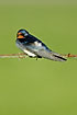 Swallow on barbed wire