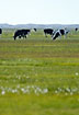 Cows grazing in nature area