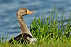 Greylag goose at lake shore
