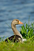Grelag goose at the lake shore