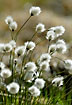 Cottongrass in backlight