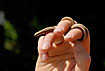Slow worm bending its body around fingers