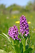 Orchid rich meadow