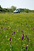 Orchid rich meadow close to road with car