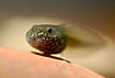 Tadpole up close looking at its row of teeth in the mouth