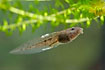 Newly developed legs on a tadpole