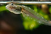 Tadpole at the water surface