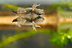 Frog that still retains the tale of the tadpole is mirrored - metamorphosis