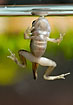 Frog that has lost the gills of the tadpole needs air at the surface