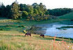 Horses grazing near lake