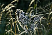 Dew on spider web