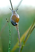 Snail on grass with morning dew