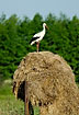 Stork on hay stack