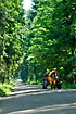 A ride with a horse wagon through the forest is popular with tourists