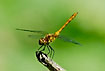 Young darter (Sympetrum sp.) raises the body towards the sun to control the warming of the coldblooded body