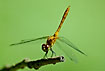Young darter (Sympetrum sp.) raises the body towards the sun to control the warming of the coldblooded body
