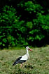 Stork on newly cut meadow