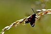 Burnet moth in backlight