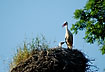 Stork nest with young and parent
