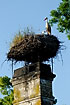 Stork nest on chimney