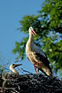 Stork nest with young and parent