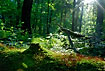 The sun penetrates the forest and illuminates mosses on the forest floor in the primeval forest of Bialoviezas core area