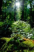 The sun penetrates the forest and illuminates mosses on the forest floor in the primeval forest of Bialoviezas core area