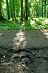 Foot print from the european bison on the forest path