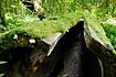 Moss covered hollow log in the primeval forest
