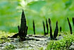 Fungus - looking like Cordyceps ophioglossoides - on moss covered log