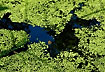 Duckweed covering lake creating abstract shapes