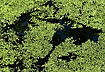 Duckweed covering lake creating abstract patterns