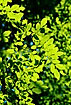 Photo ofHornbeam (Carpinus betulus). Photographer: 