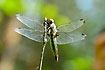 Scarce Chaser from below